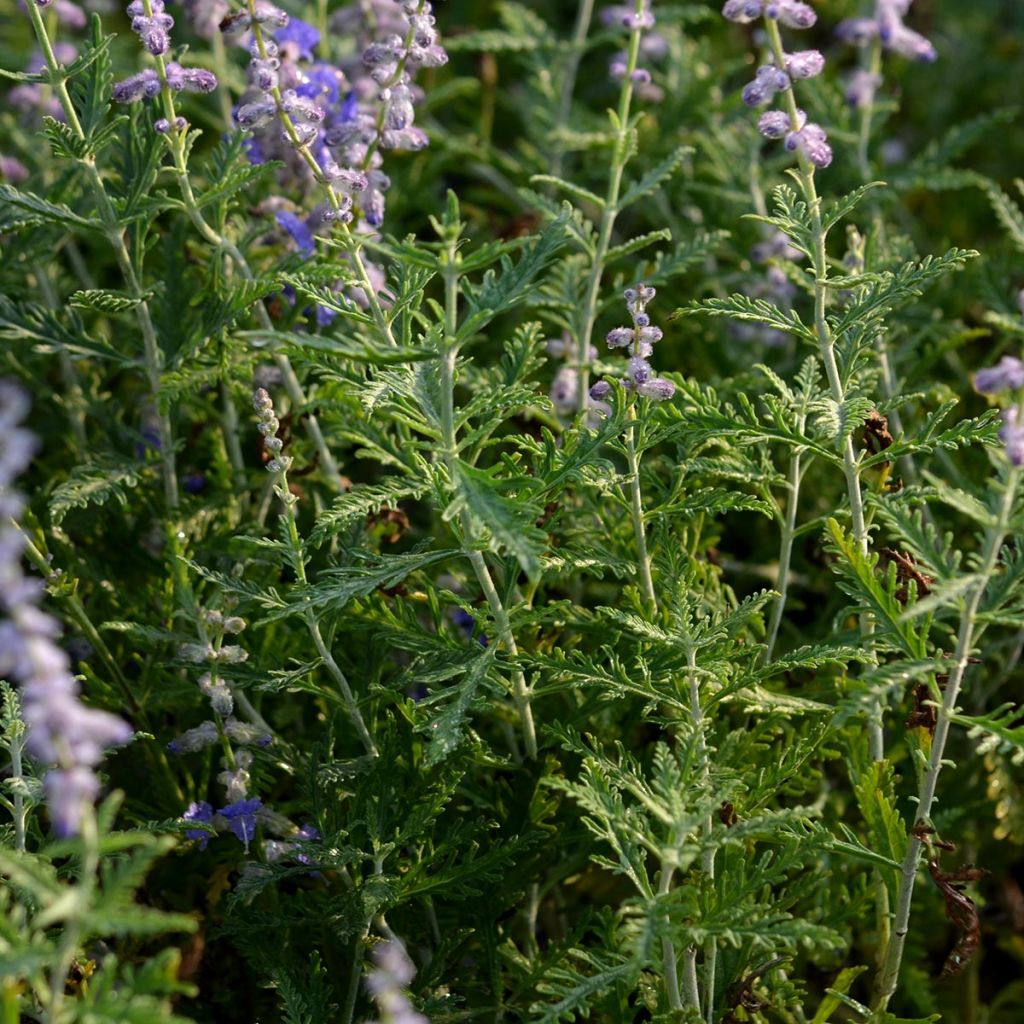 Salvia rusa Blue Spire - Perovskia atriplicifolia