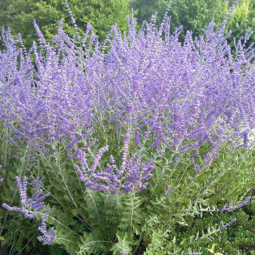 Salvia rusa Blue Spire - Perovskia atriplicifolia