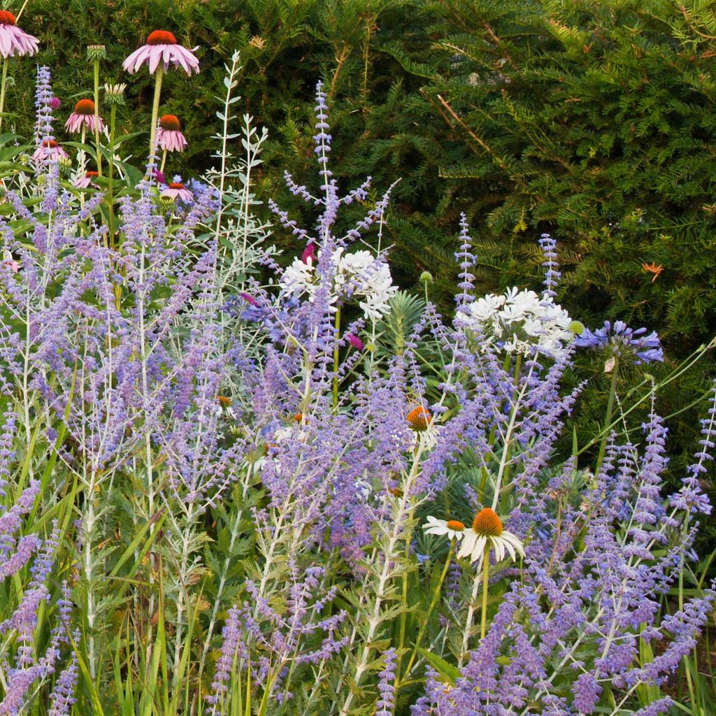 Salvia rusa Blue Spire - Perovskia atriplicifolia