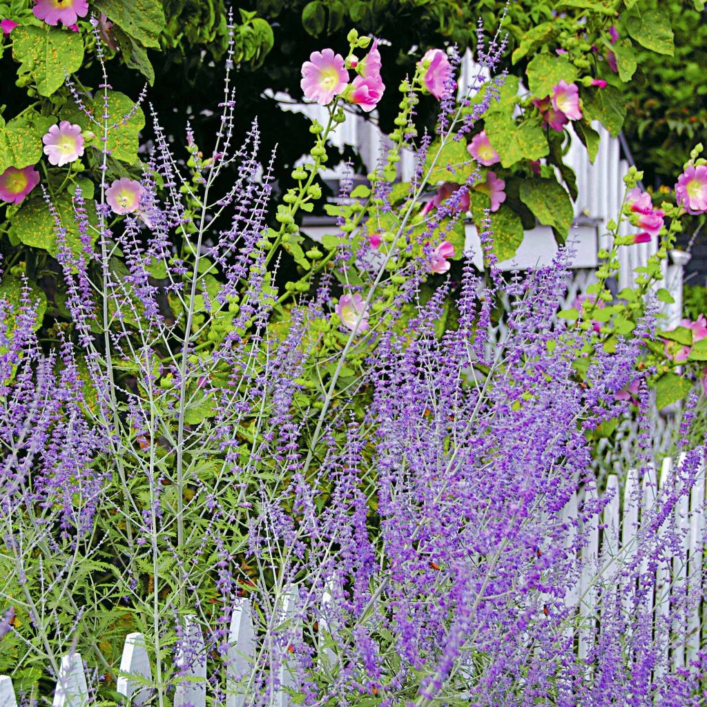 Salvia rusa Blue Spire - Perovskia atriplicifolia