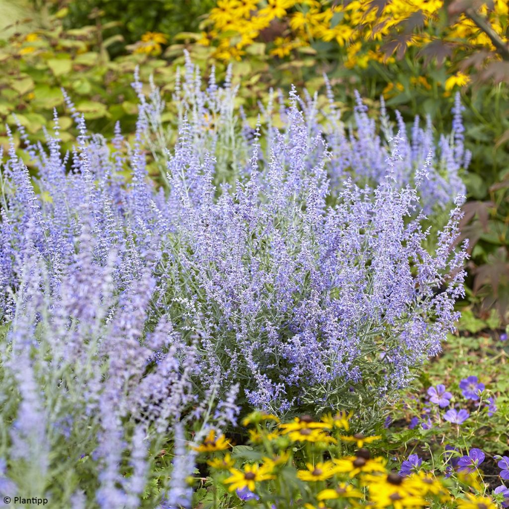 Salvia rusa Lacey Blue - Perovskia atriplicifolia