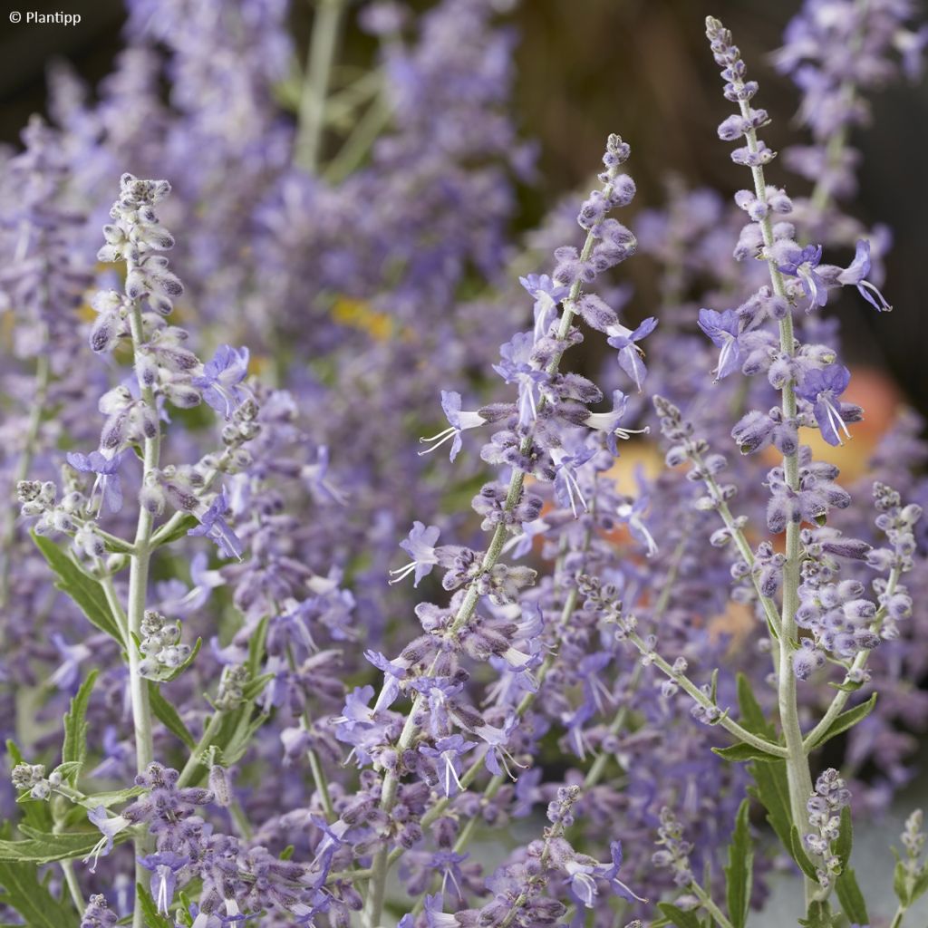 Salvia rusa Lacey Blue - Perovskia atriplicifolia