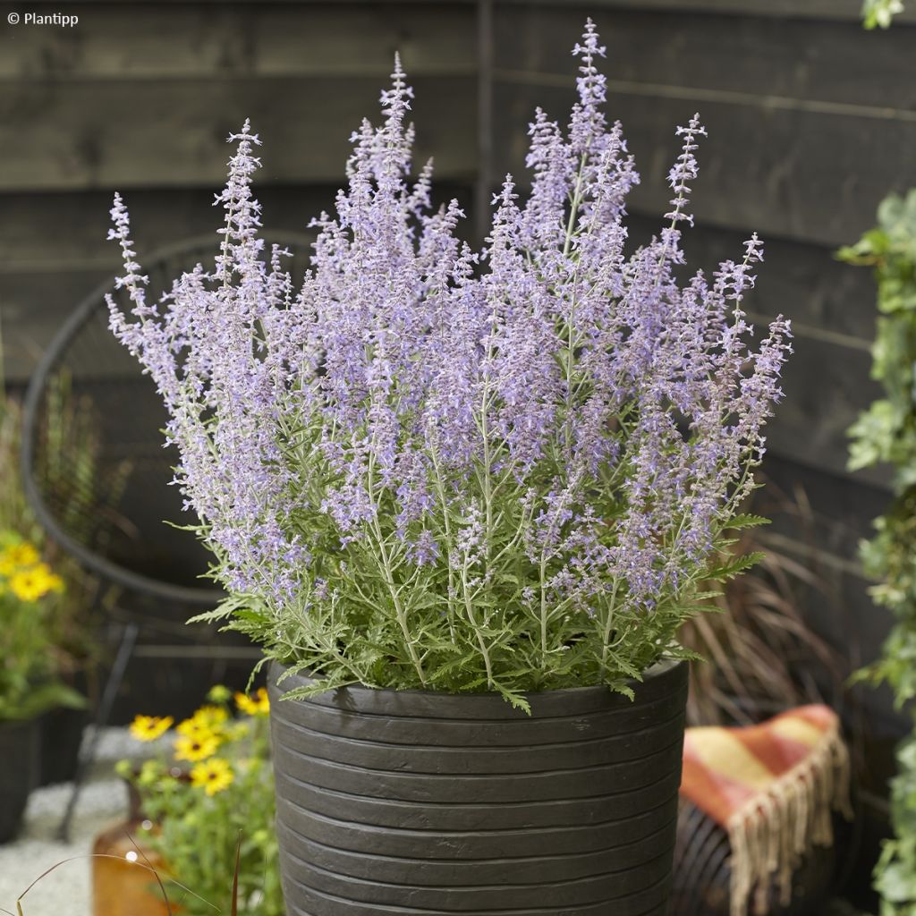 Salvia rusa Lacey Blue - Perovskia atriplicifolia