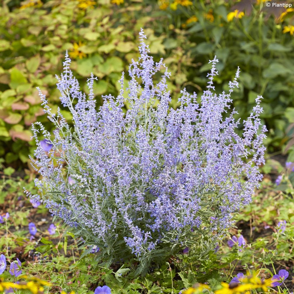 Salvia rusa Lacey Blue - Perovskia atriplicifolia