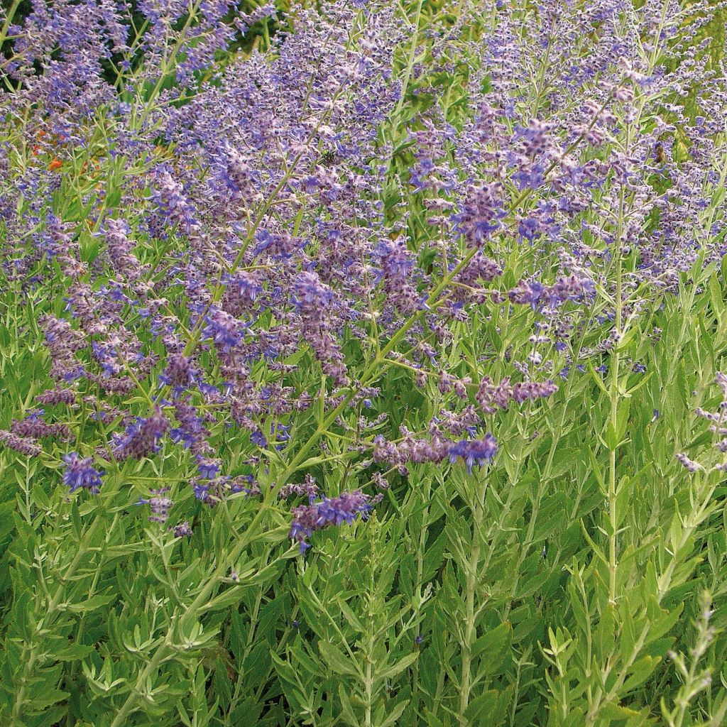 Salvia rusa Little Spire - Perovskia atriplicifolia