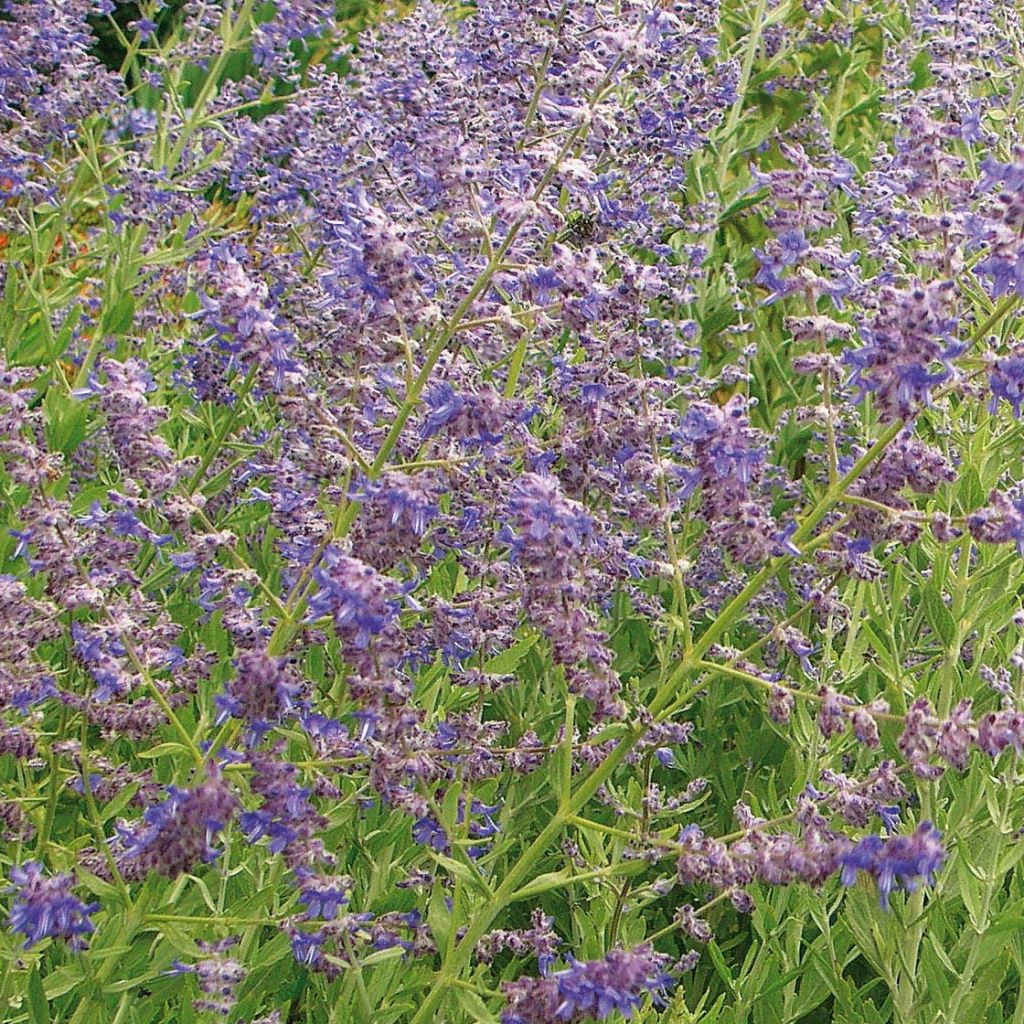 Salvia rusa Little Spire - Perovskia atriplicifolia