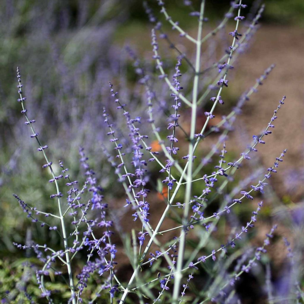 Salvia rusa Little Spire - Perovskia atriplicifolia