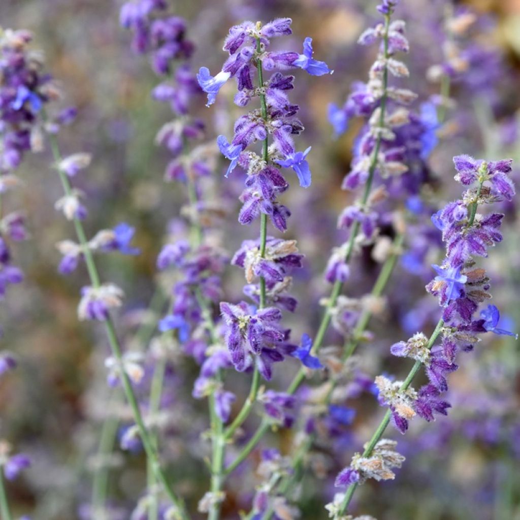 Salvia rusa Little Spire - Perovskia atriplicifolia