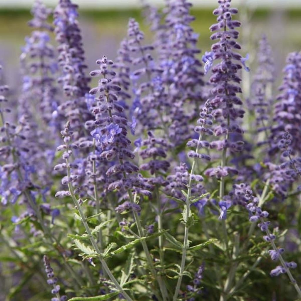 Perovskia atriplicifolia Lacey Blue