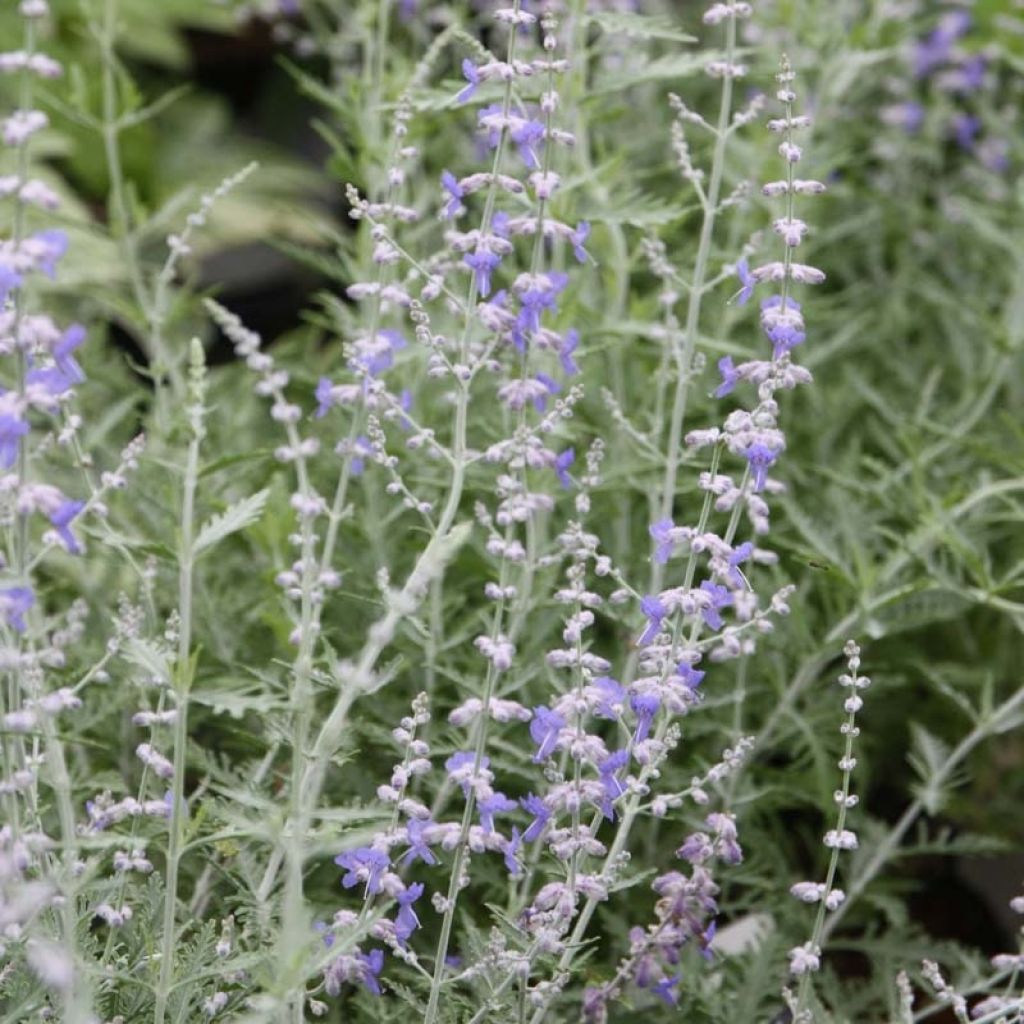 Salvia rusa Blue Spire - Perovskia atriplicifolia