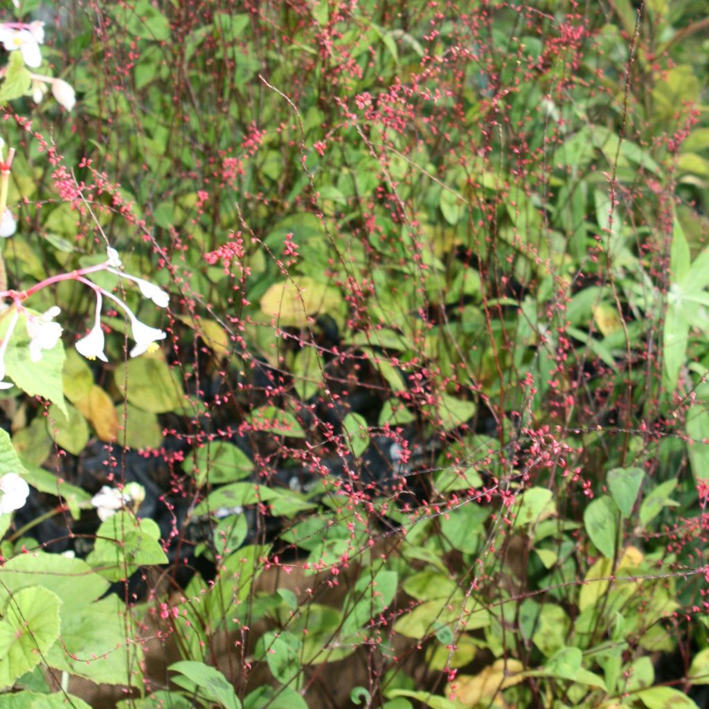 Persicaria virginiana var. filiformis