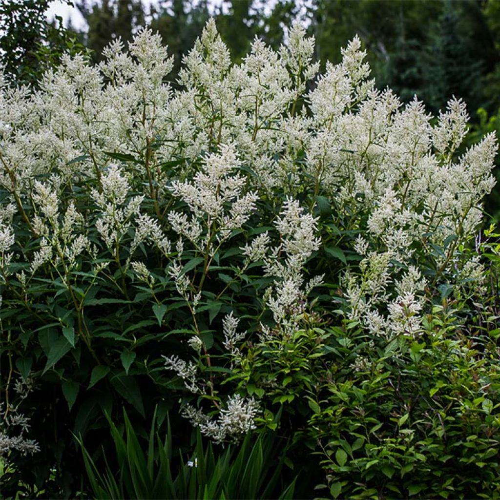 Persicaria polymorpha