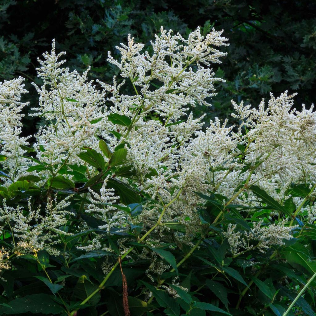 Persicaria polymorpha