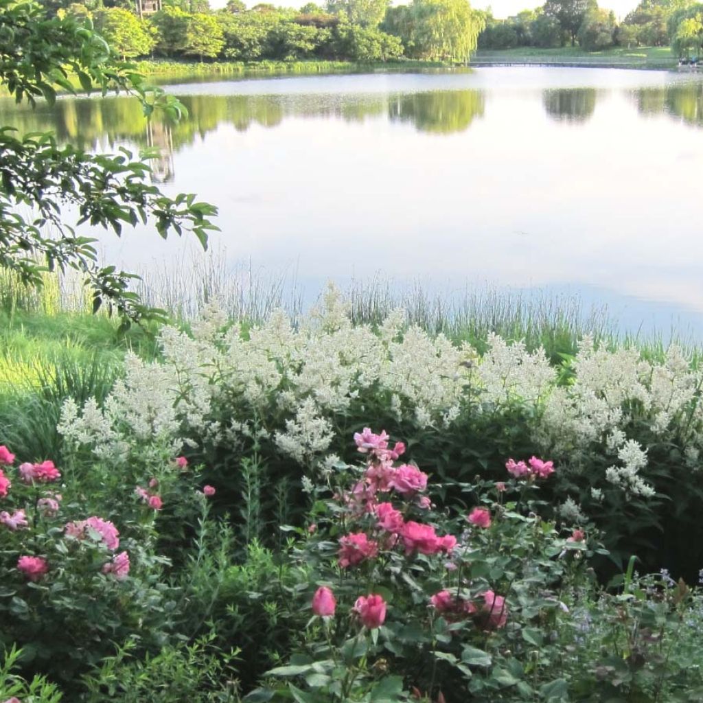 Persicaria polymorpha