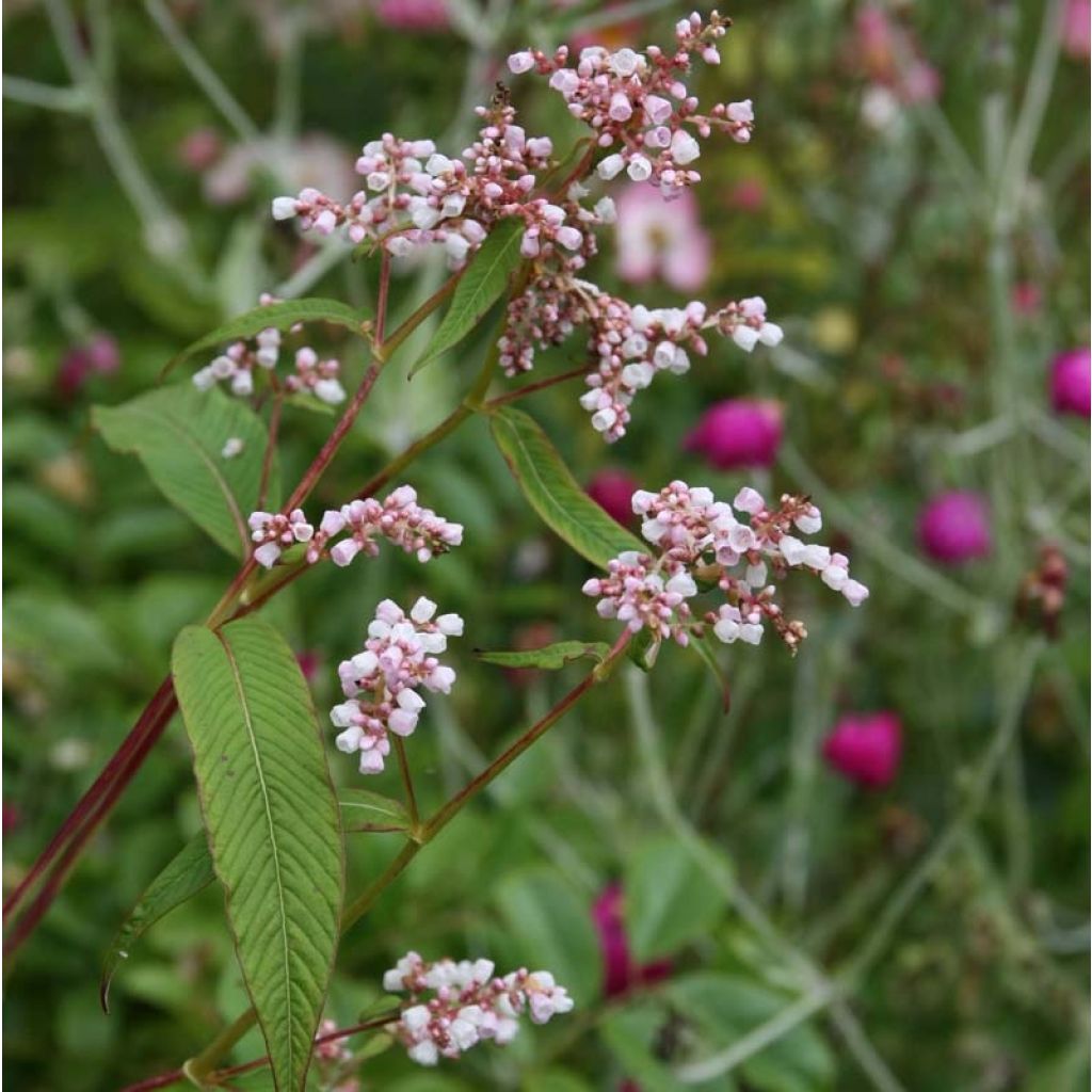 Persicaria campanulata