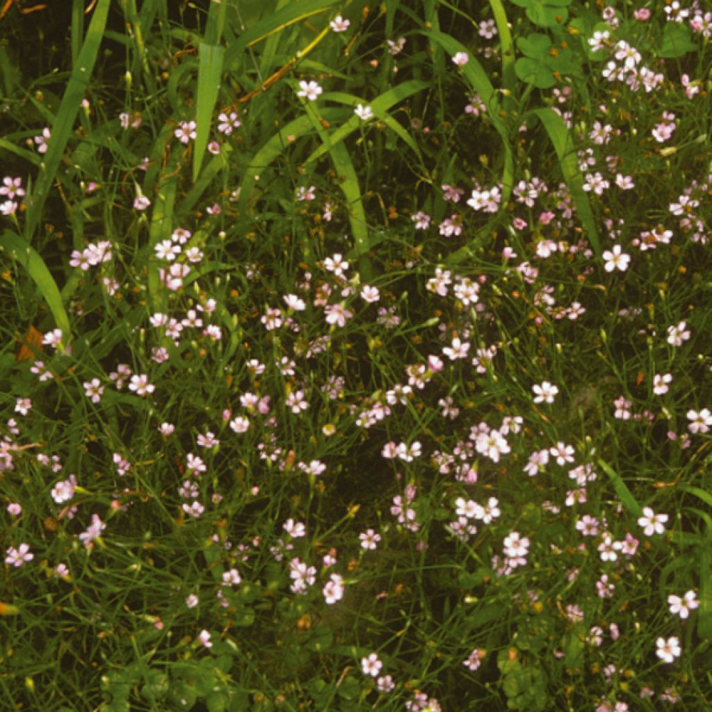 Saxifrage (oeillet des rochers)