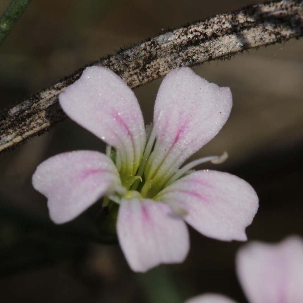 Petrorhagia saxifraga