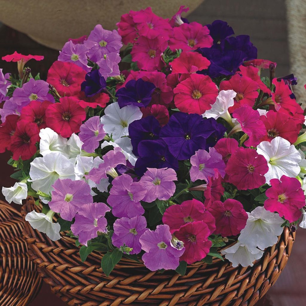 Petunia Picobella Cascade