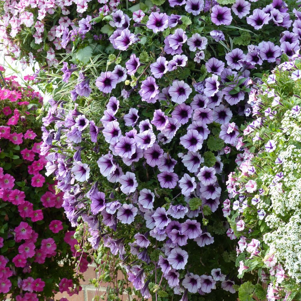 Petunia Supertunia Bordeaux