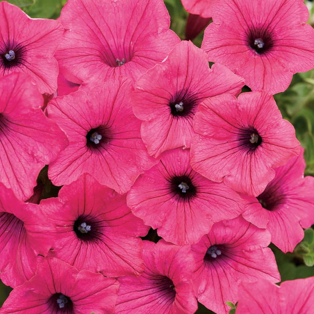 Petunia Supertunia Vista Fucsia