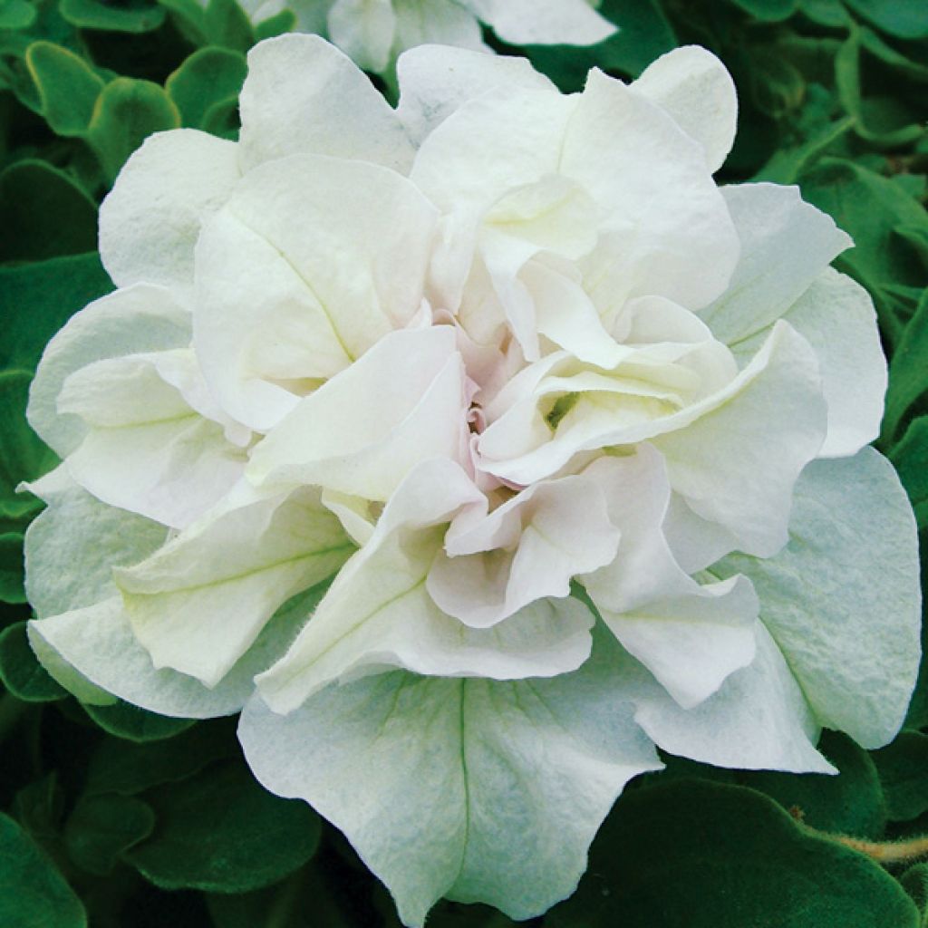 Pétunia surfinia double blanc