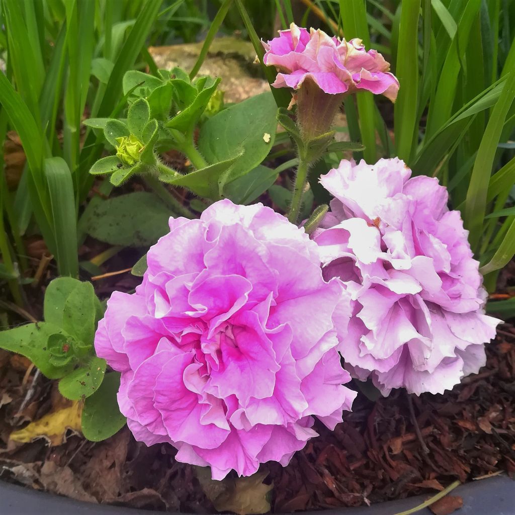 Petunia Double Lilac - Surfinia