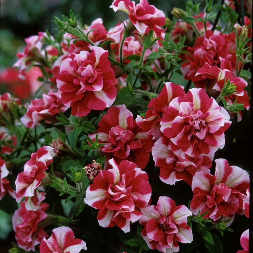 Petunia Tumbelina Cherry Ripple