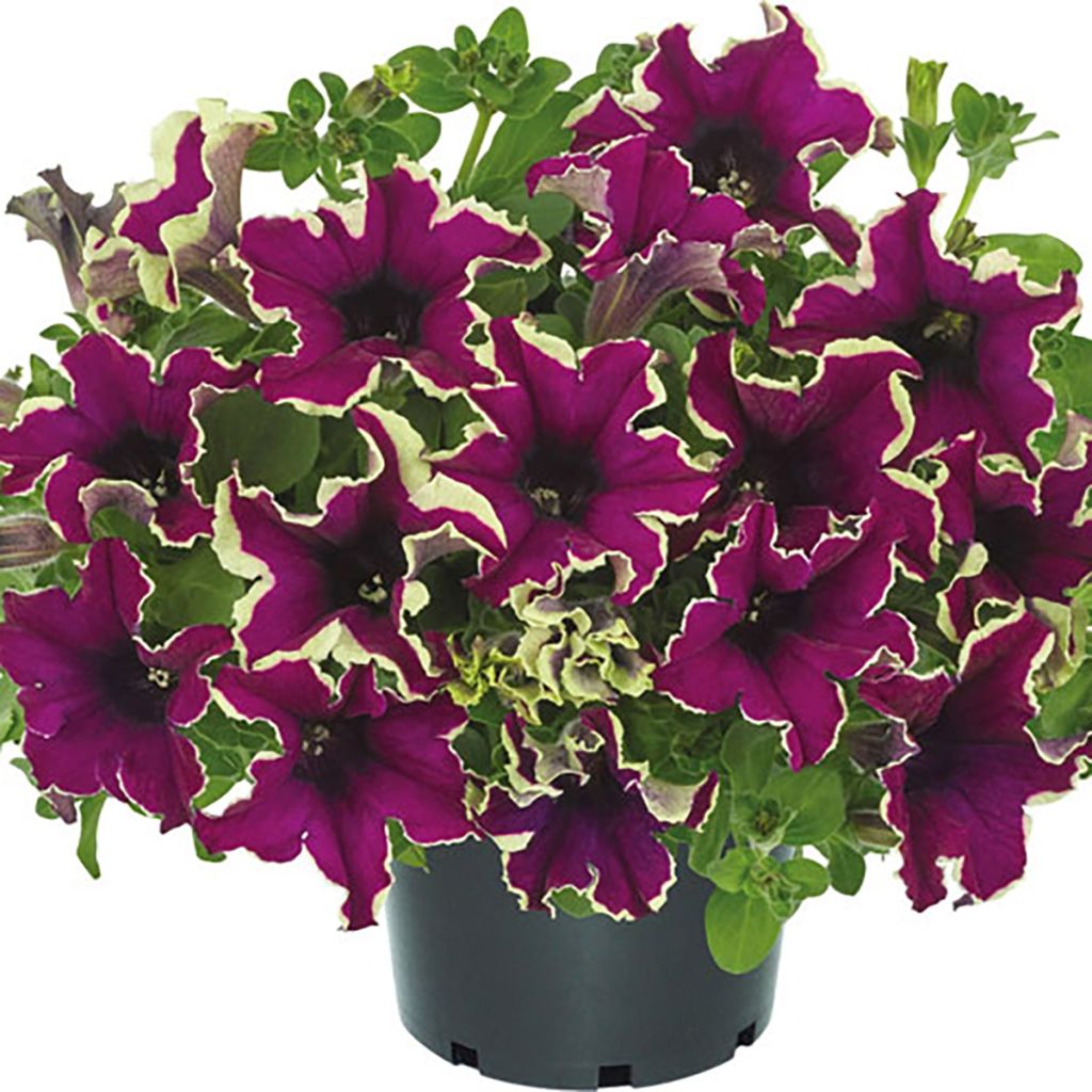 Petunia Viva ® Eclipse