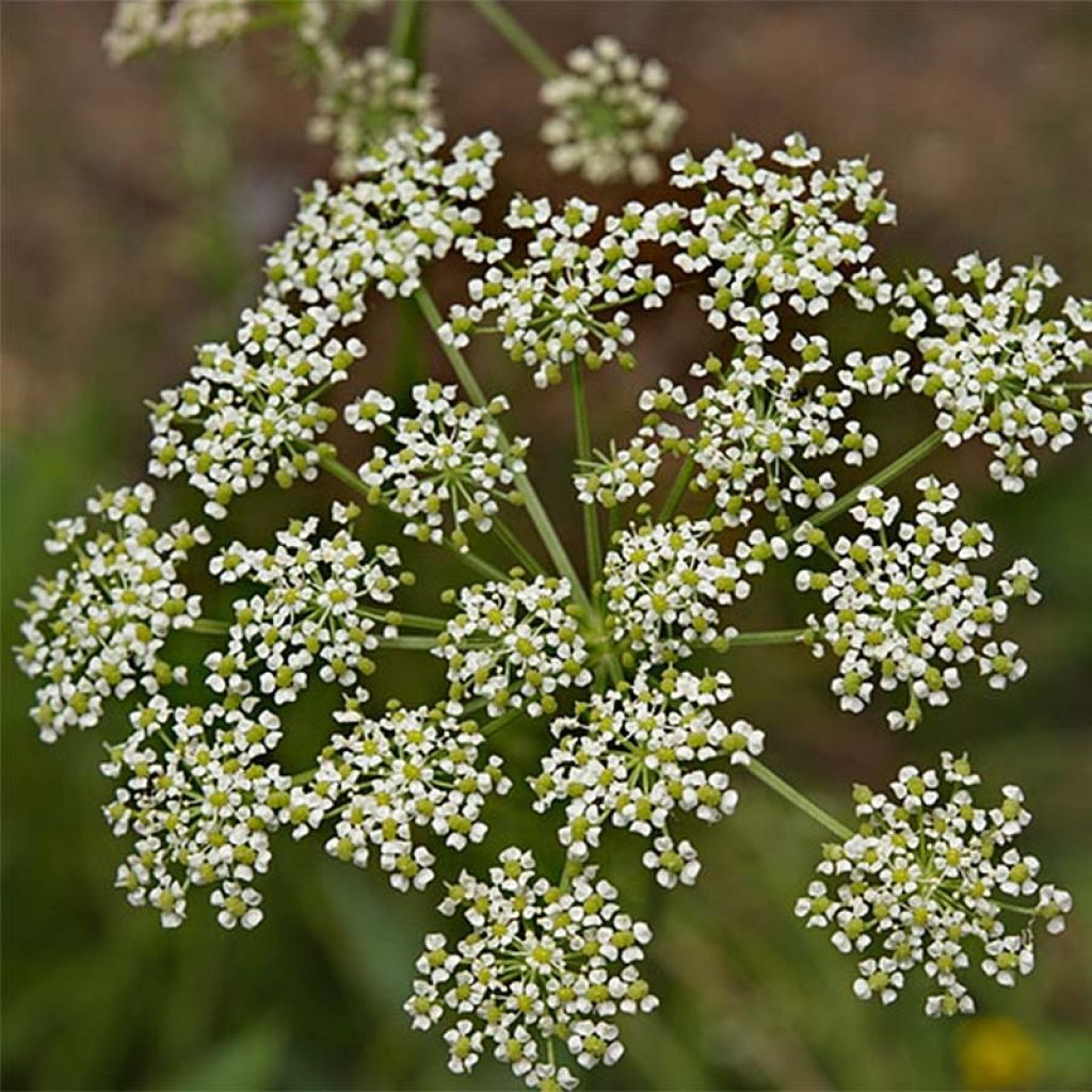 Peucedanum - Peucedanum rablense