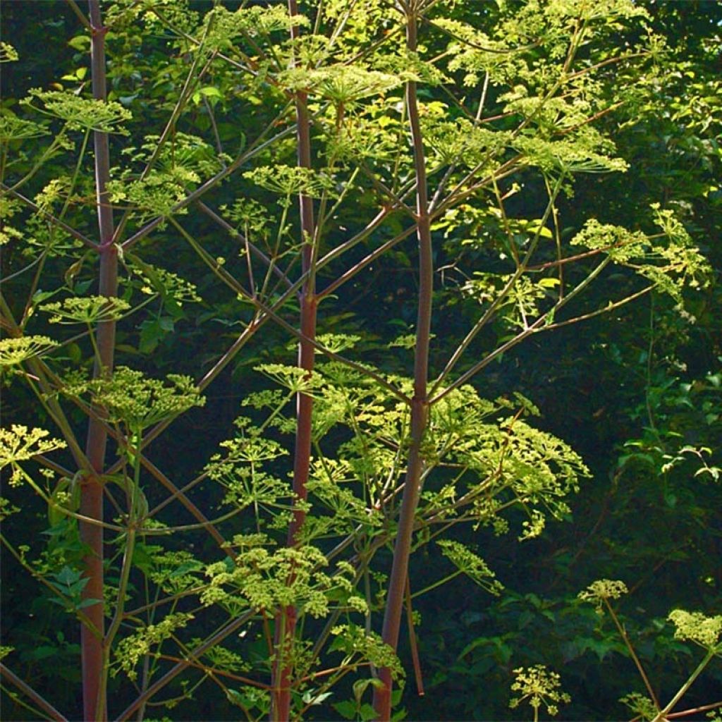 Peucedanum - Peucedanum verticillare