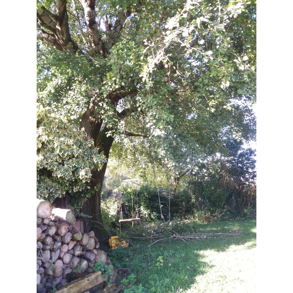 Populus alba Nivea - Álamo blanco