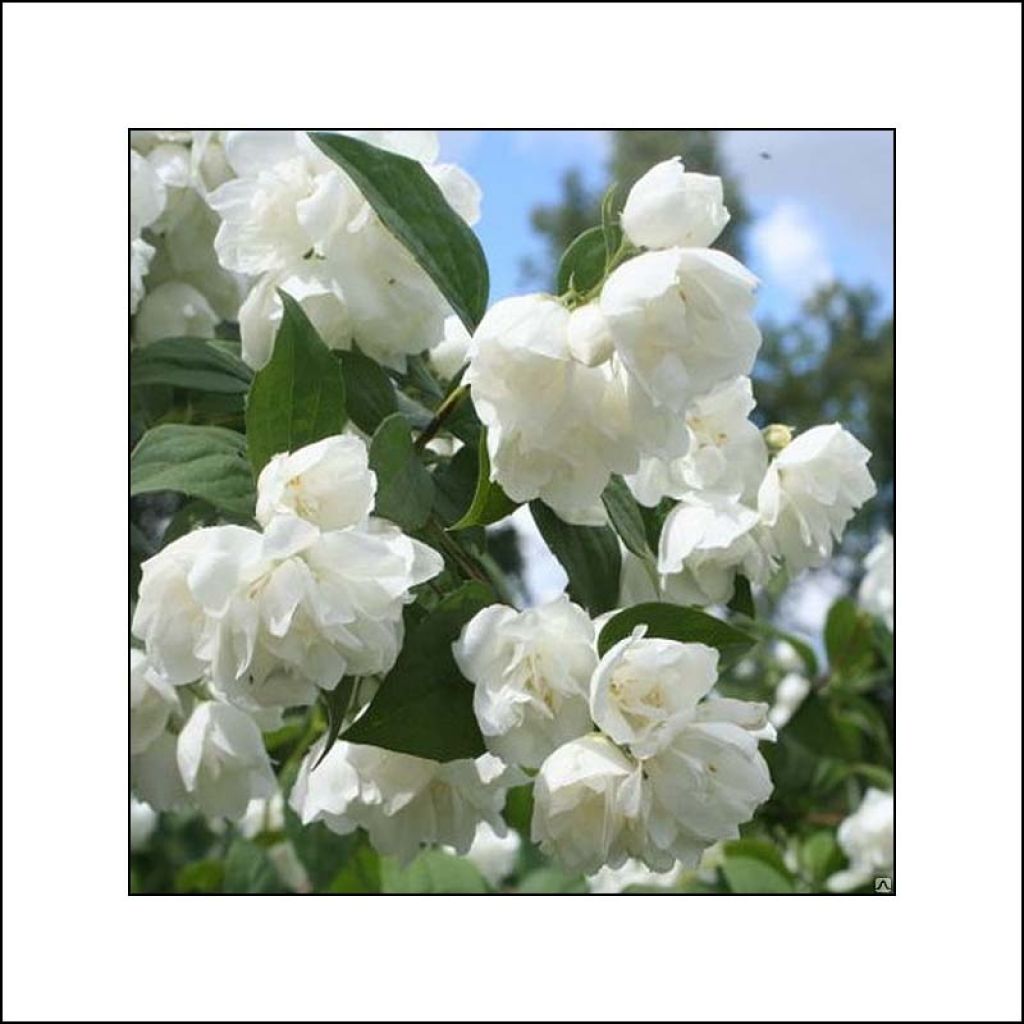 Philadelphus virginalis Albâtre - Celinda