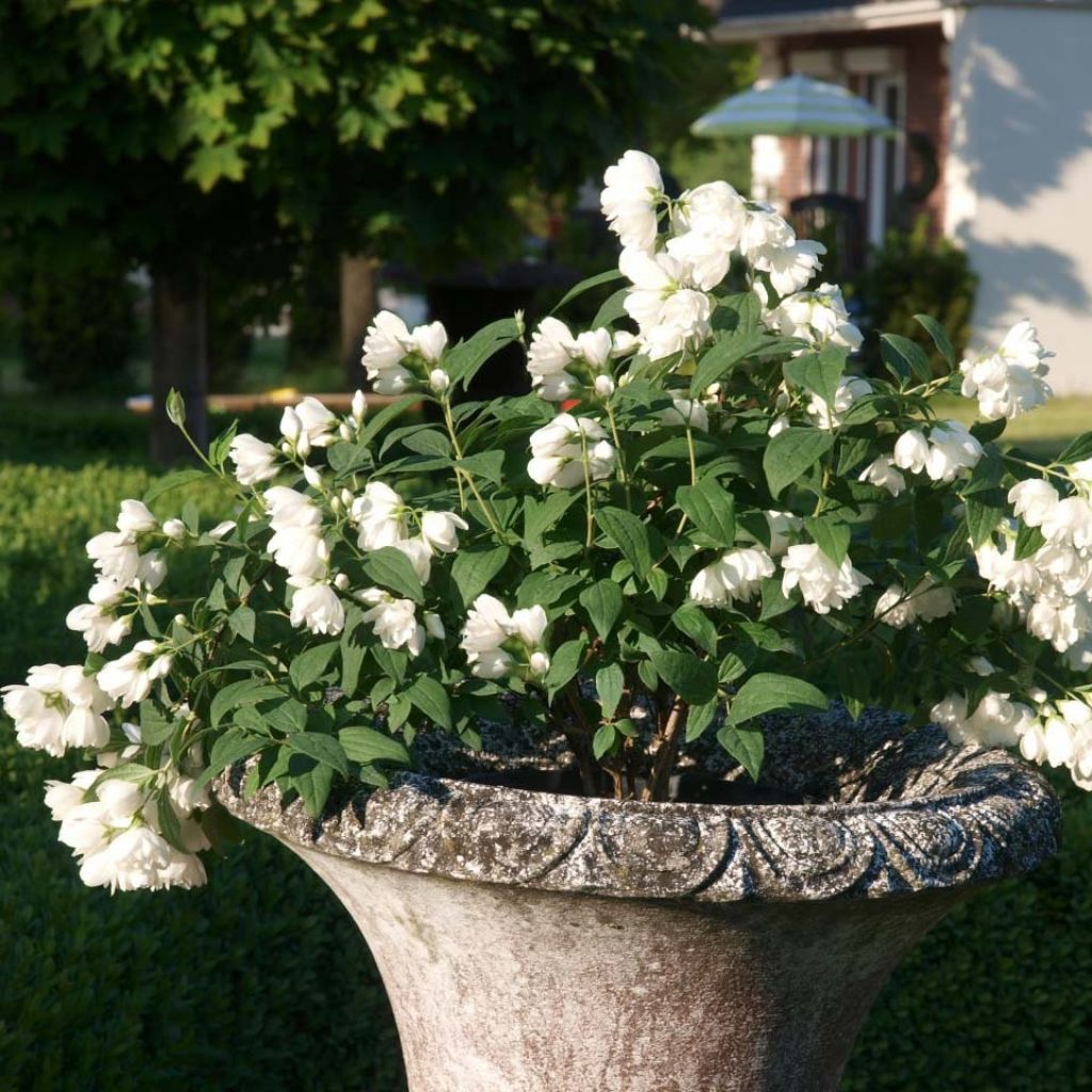 Philadelphus Little White Love - Celinda