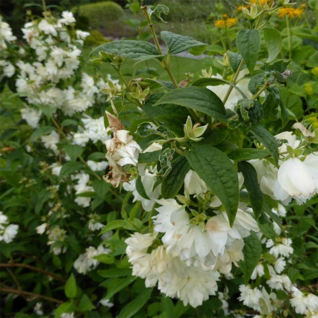 Philadelphus Snowbelle - Celinda