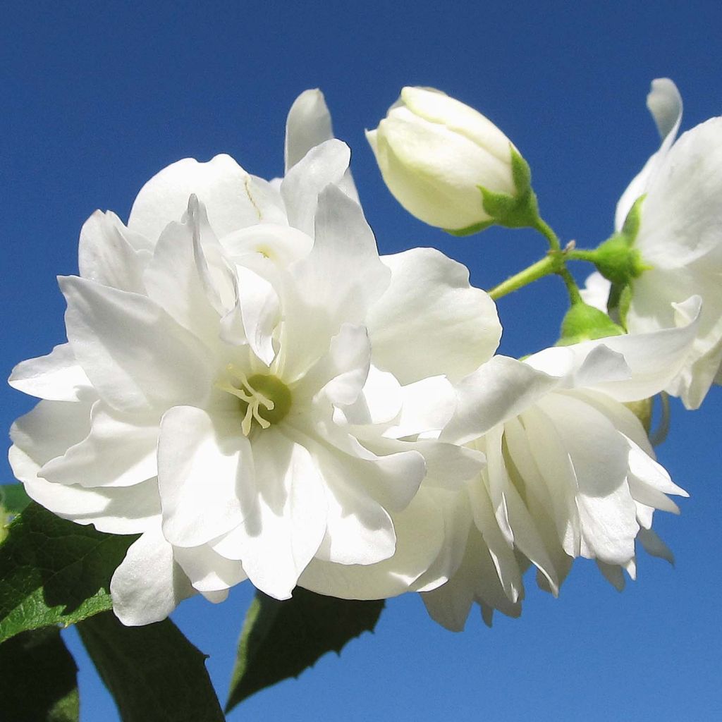 Philadelphus Snowbelle - Celinda