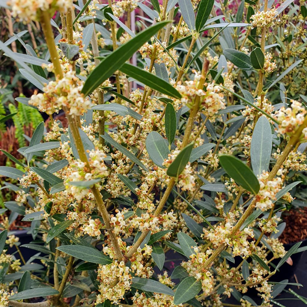 Phillyrea angustifolia GreenQuick - Labiérnaga