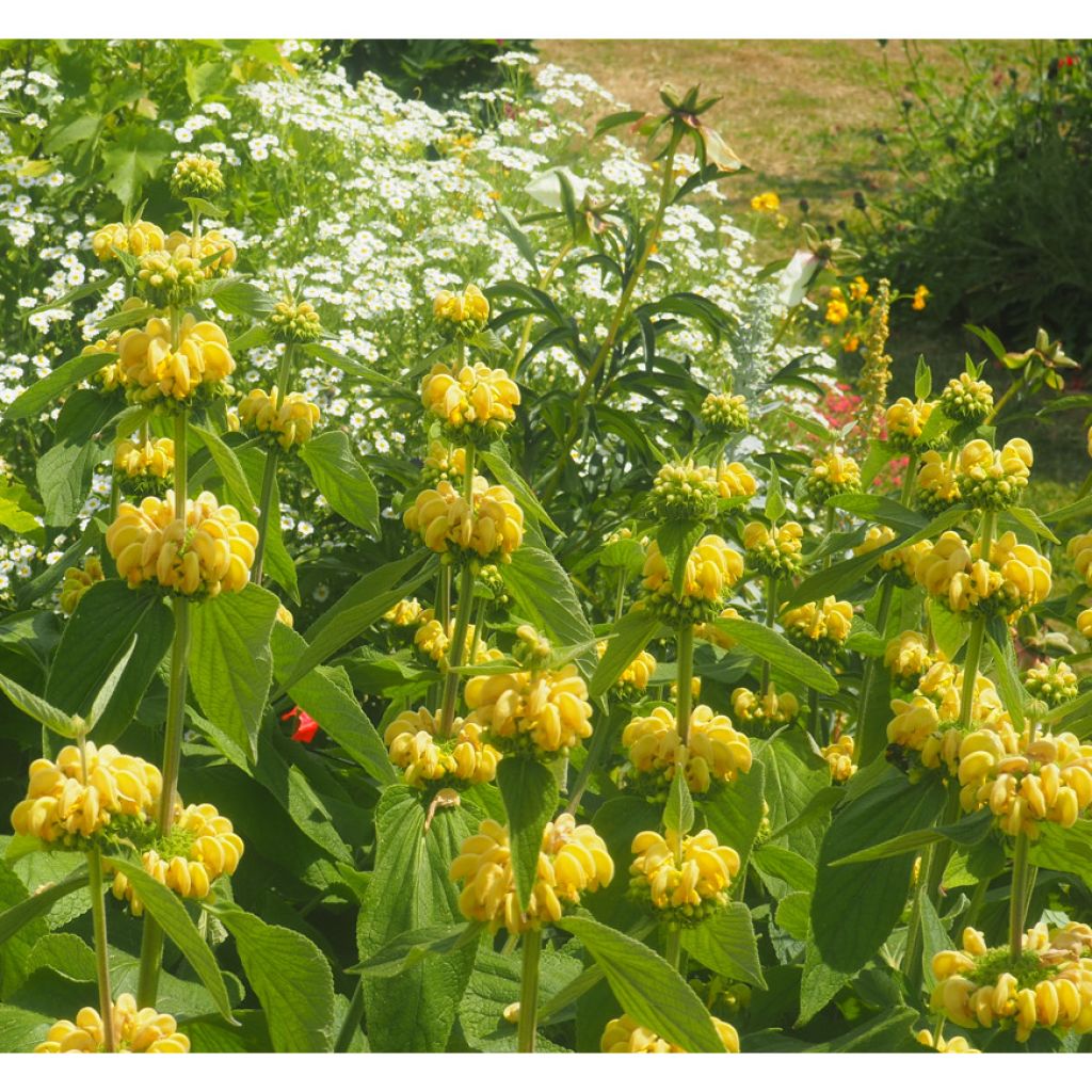 Phlomis russeliana - Salvia turca