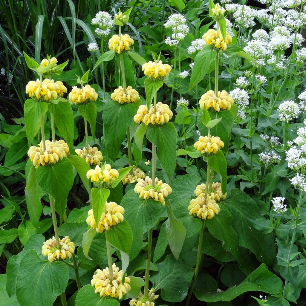 Phlomis russeliana - Salvia turca