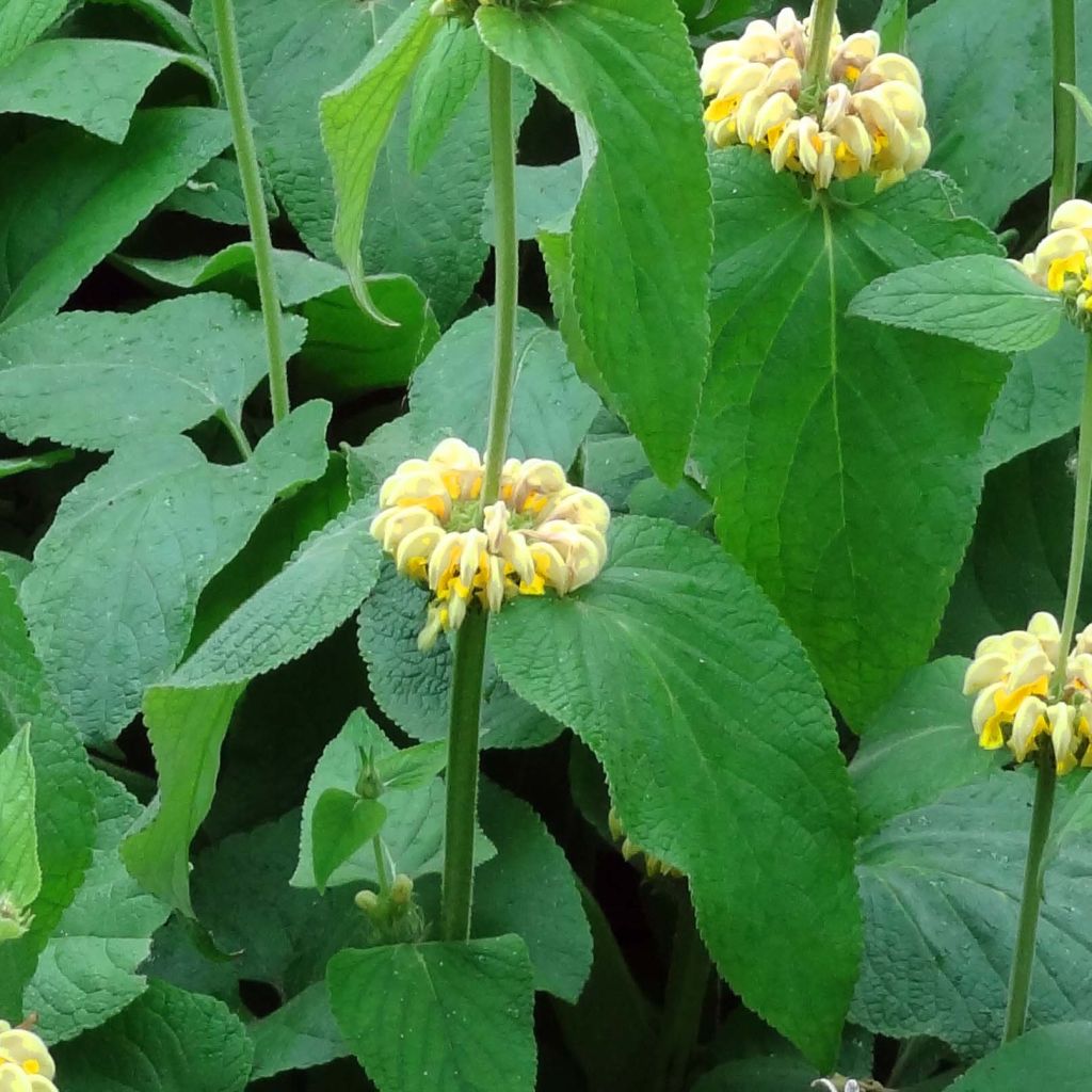 Phlomis russeliana - Salvia turca