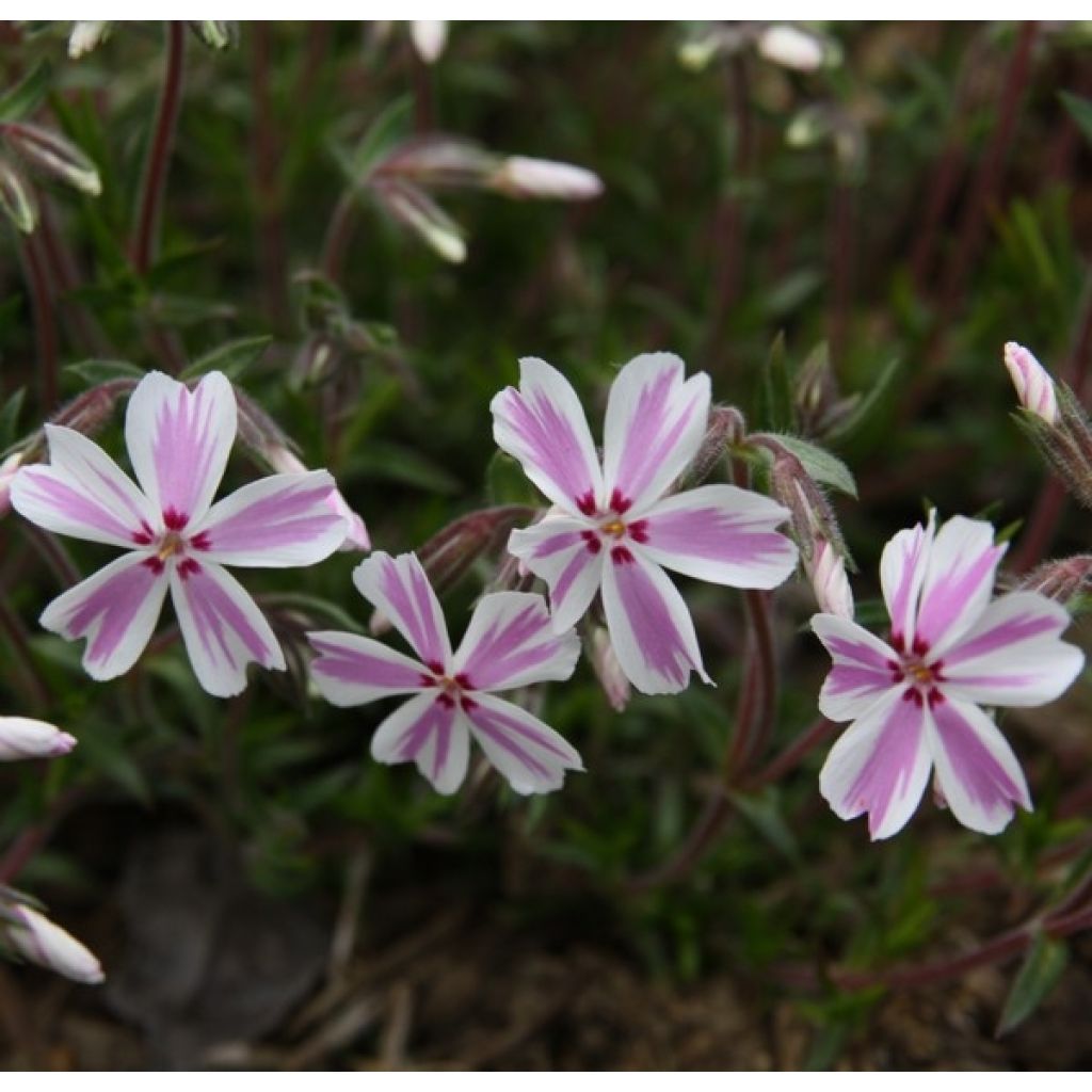 Phlox subulata Candy Stripes - Flox musgoso