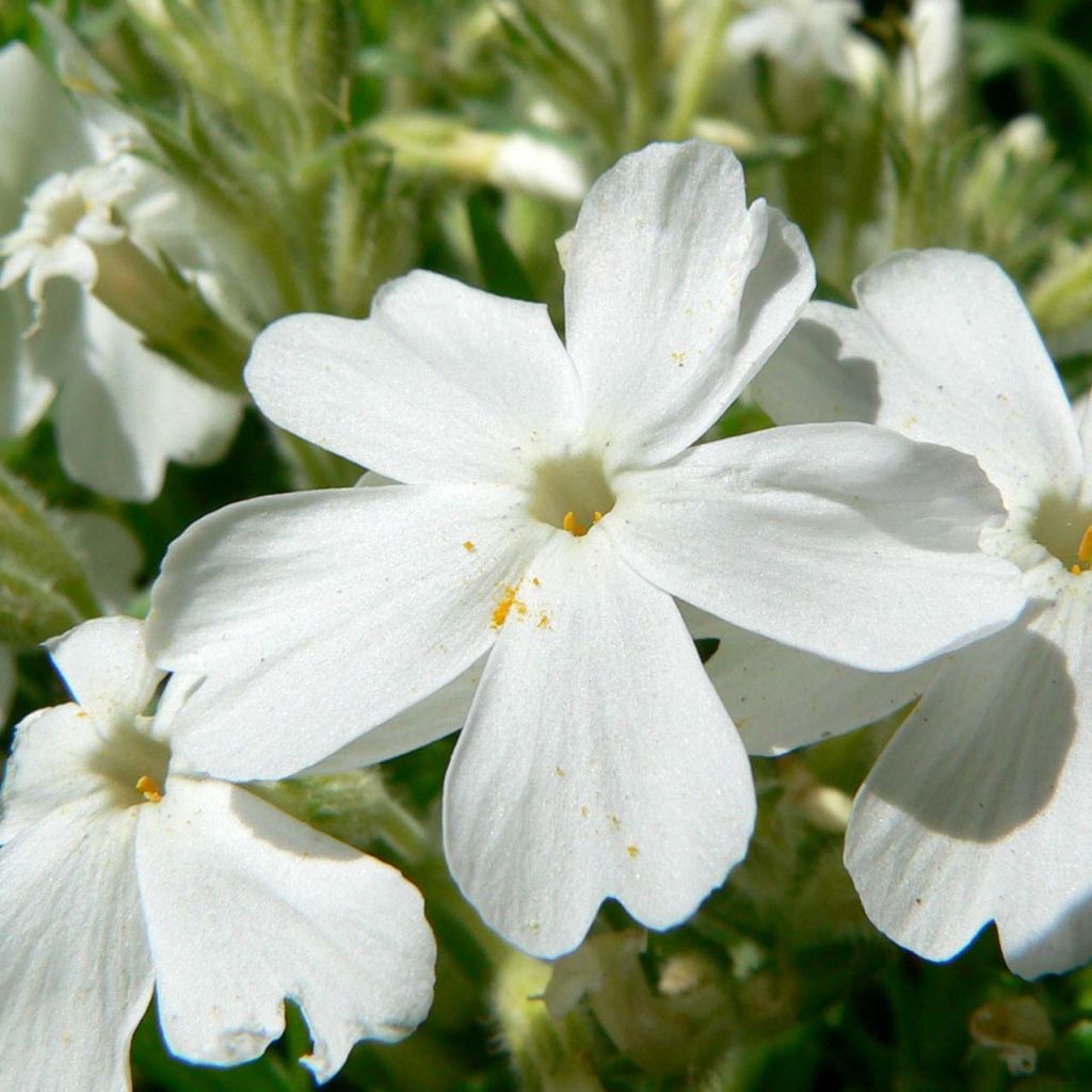 Phlox subulata White Delight - Flox musgoso