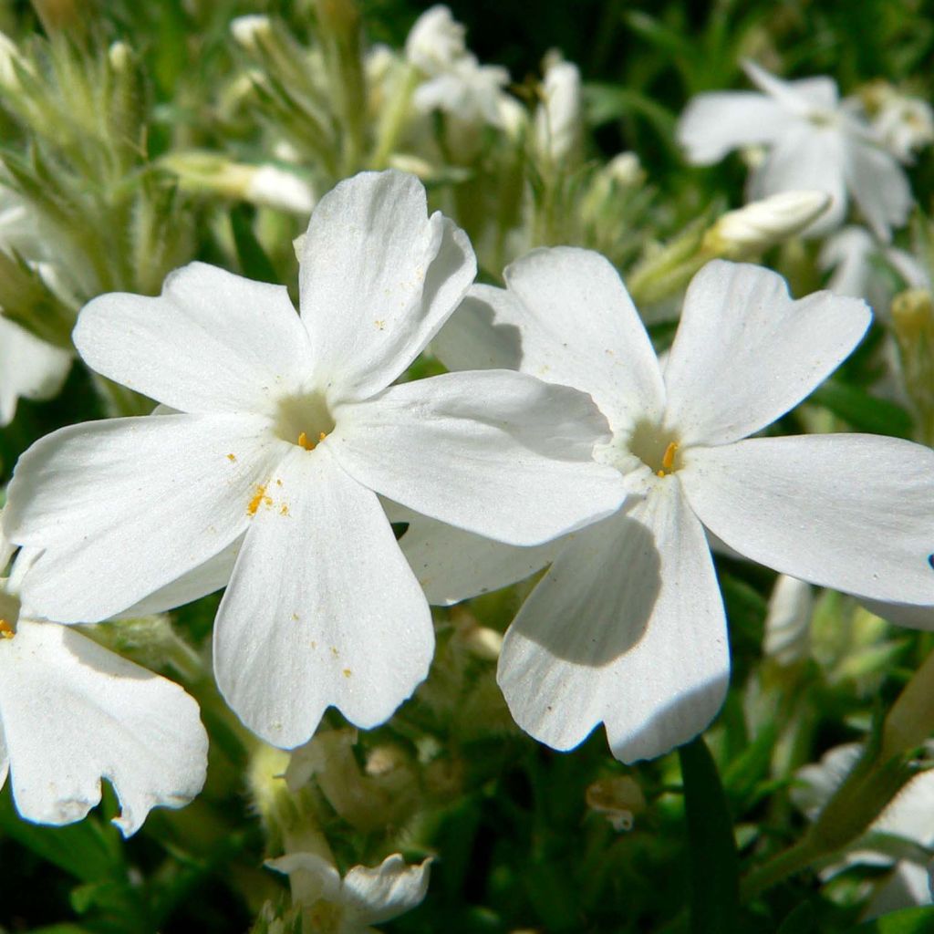 Phlox subulata White Delight - Flox musgoso