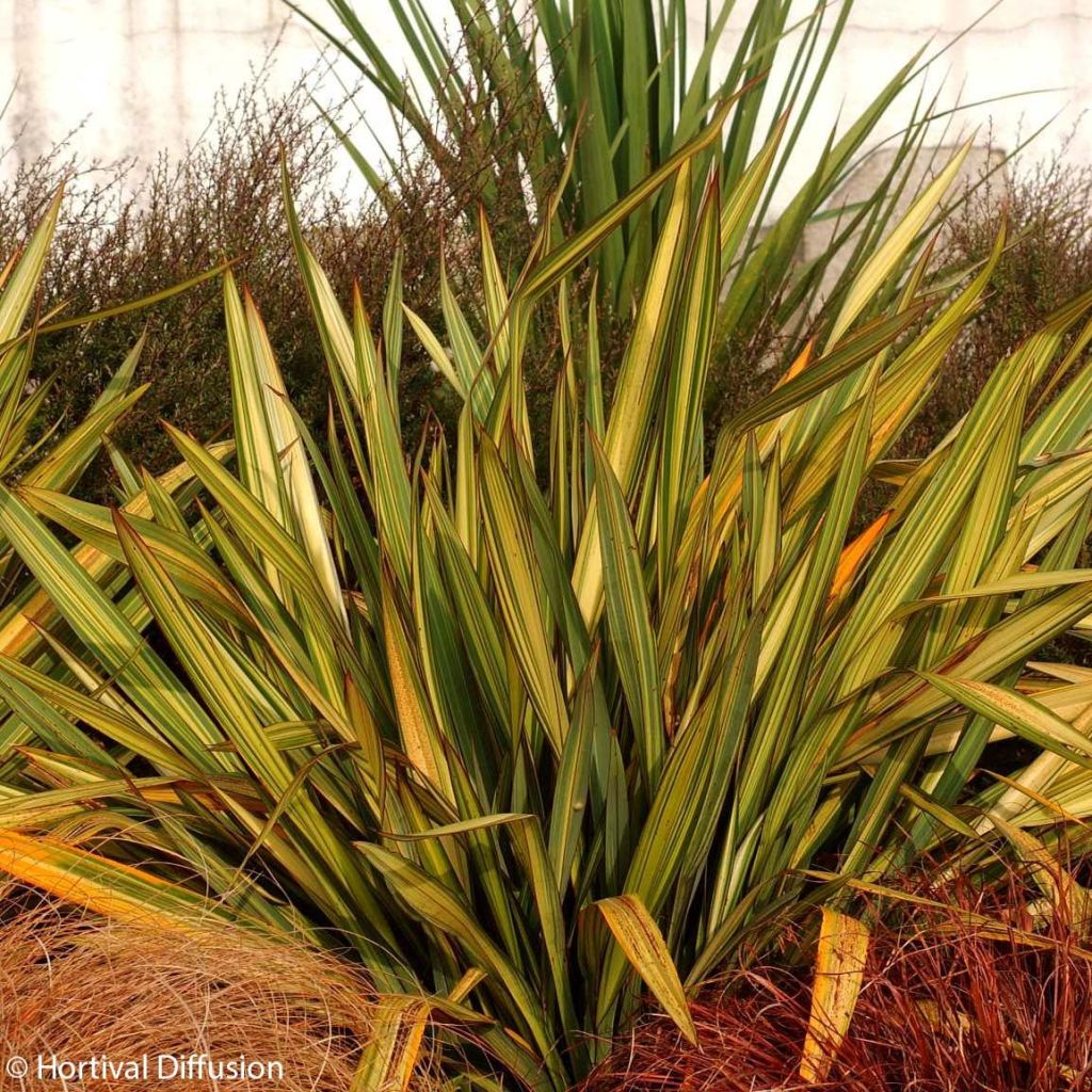 Phormium tenax Apricot Queen - Lino de Nueva Zelanda