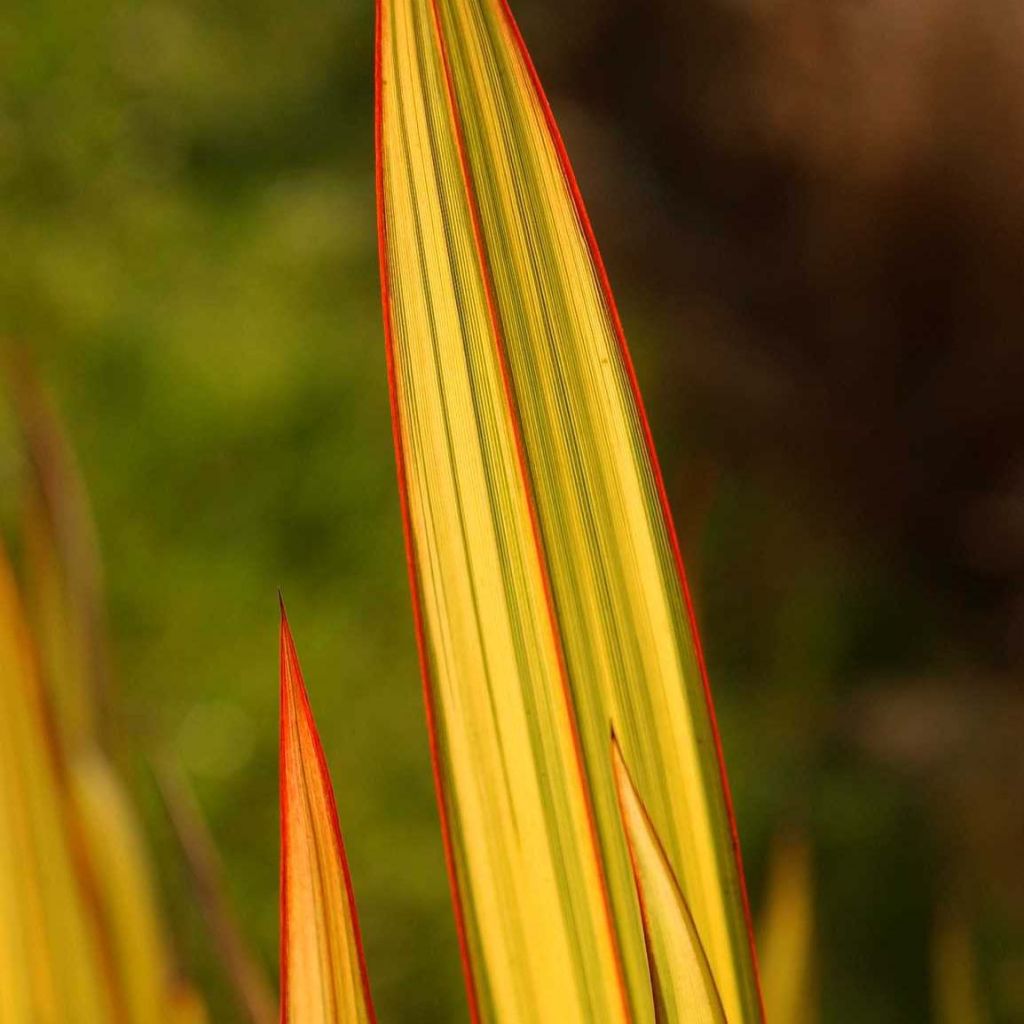 Phormium tenax Apricot Queen - Lino de Nueva Zelanda