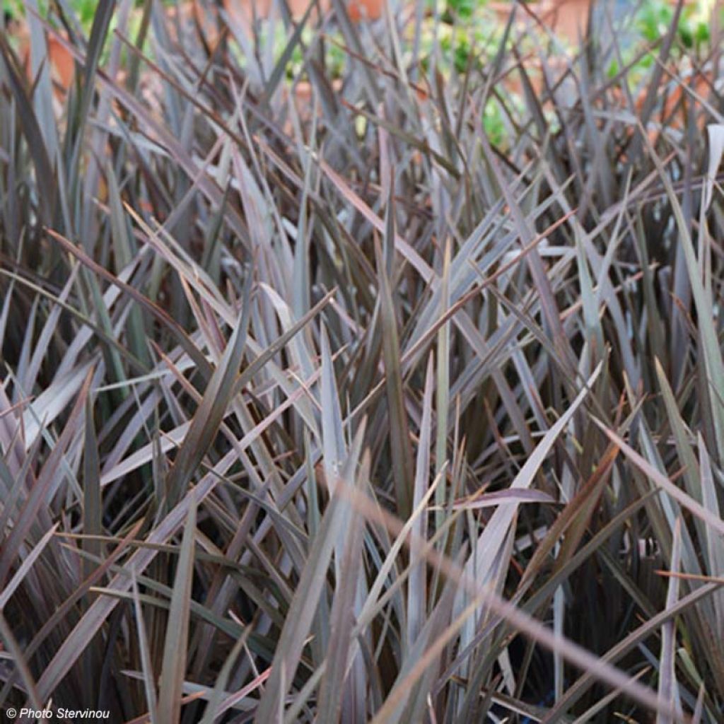 Phormium tenax Dark Delight - Lino de Nueva Zelanda