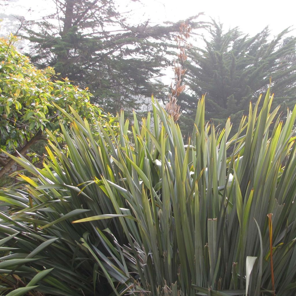 Phormium tenax - Lino de Nueva Zelanda