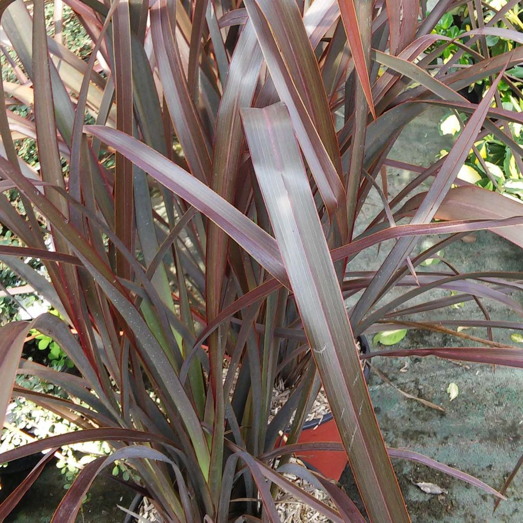 Phormium tenax Purpureum - Lino de Nueva Zelanda