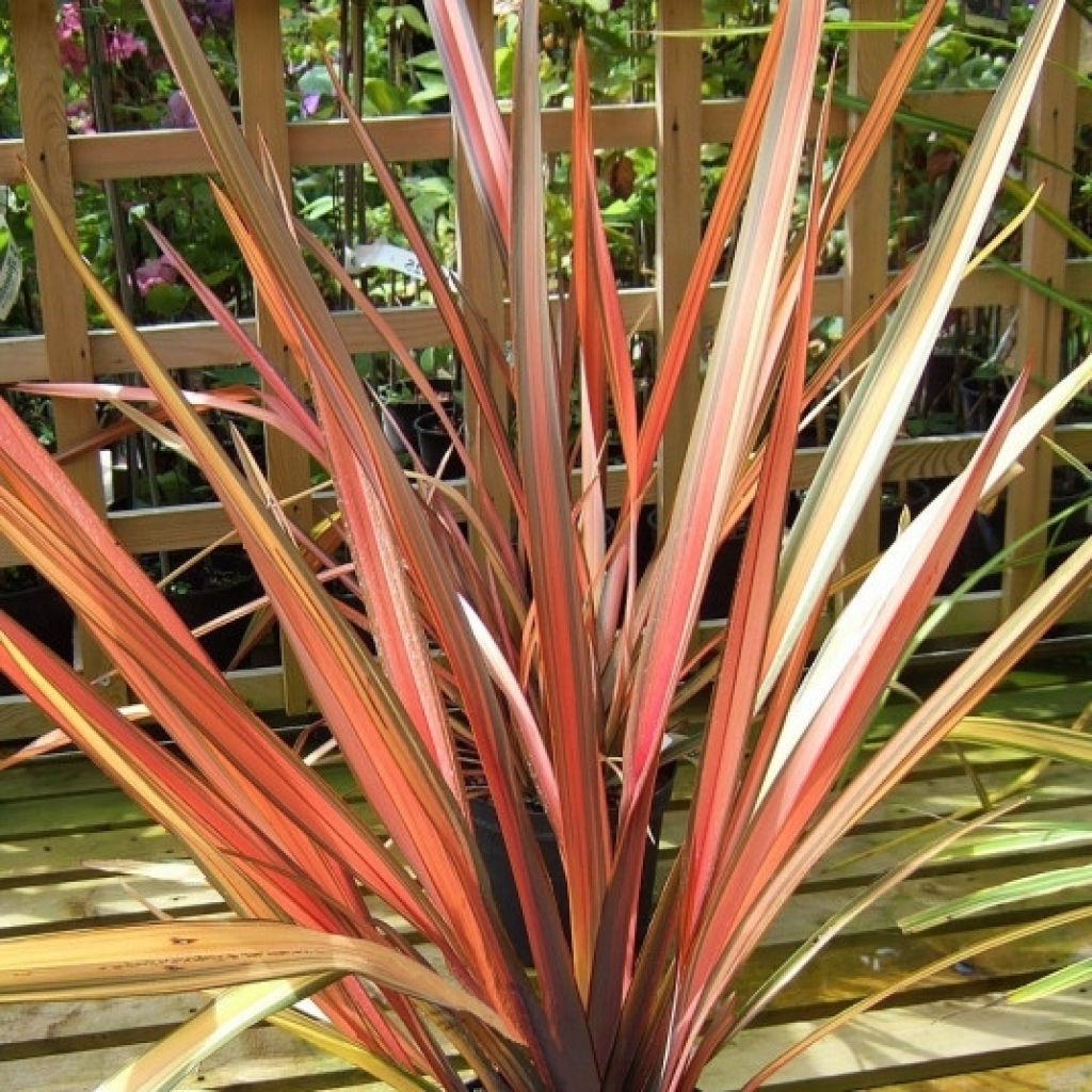 Phormium cookianum Maori Maiden - Lino de Nueva Zelanda