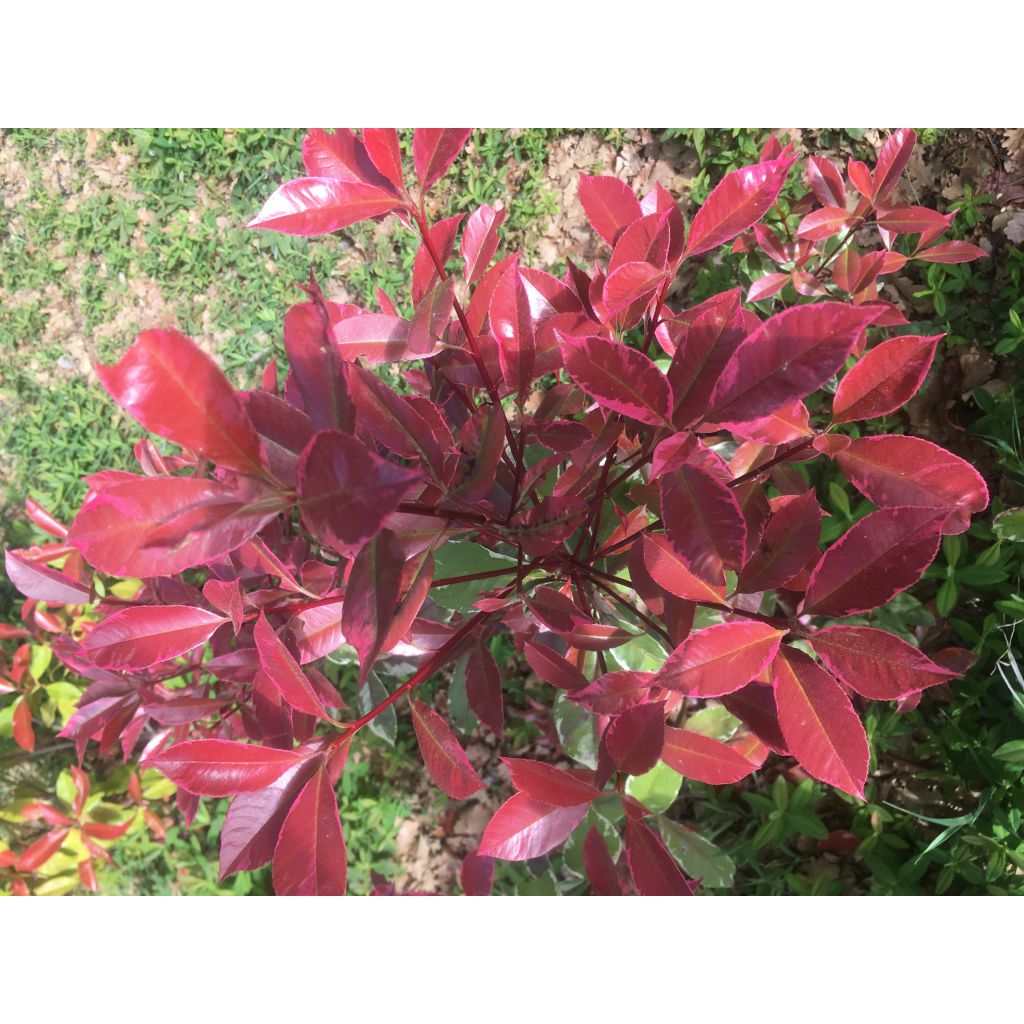 Photinia fraseri Louise - Fotinia