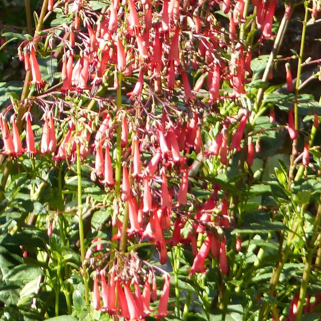 Phygelius rectus African Queen